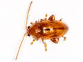 Crepidodera plutus